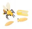 Figurines cycle de vie abeille 