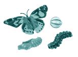 Figurines cycle de vie papillon