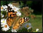 Les papillons Belle-Dame - papillons adultes