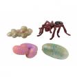Figurines cycle de vie fourmi