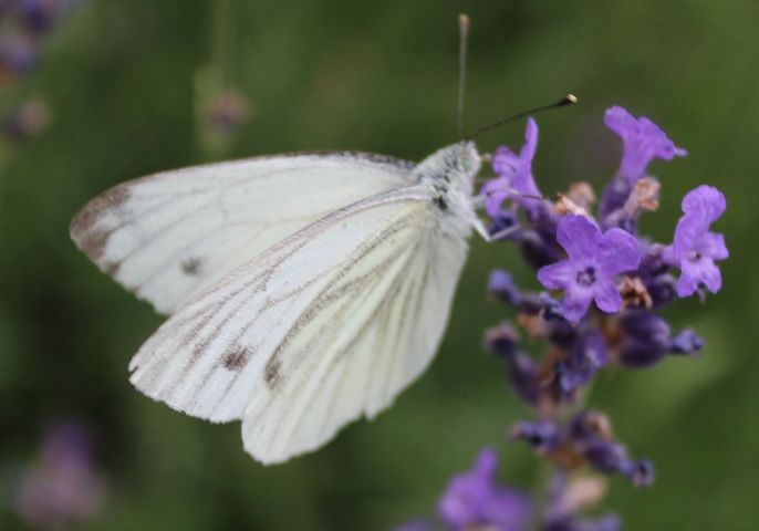 Résultat de recherche d'images pour "papillons blancs"